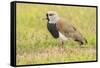 Chile, Patagonia. Southern lapwing close-up.-Jaynes Gallery-Framed Stretched Canvas