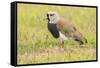 Chile, Patagonia. Southern lapwing close-up.-Jaynes Gallery-Framed Stretched Canvas