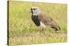 Chile, Patagonia. Southern lapwing close-up.-Jaynes Gallery-Stretched Canvas