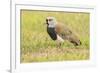 Chile, Patagonia. Southern lapwing close-up.-Jaynes Gallery-Framed Premium Photographic Print