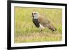 Chile, Patagonia. Southern lapwing close-up.-Jaynes Gallery-Framed Premium Photographic Print