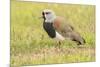 Chile, Patagonia. Southern lapwing close-up.-Jaynes Gallery-Mounted Premium Photographic Print