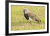 Chile, Patagonia. Southern lapwing close-up.-Jaynes Gallery-Framed Photographic Print