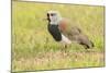 Chile, Patagonia. Southern lapwing close-up.-Jaynes Gallery-Mounted Photographic Print