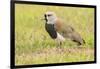 Chile, Patagonia. Southern lapwing close-up.-Jaynes Gallery-Framed Photographic Print