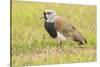 Chile, Patagonia. Southern lapwing close-up.-Jaynes Gallery-Stretched Canvas