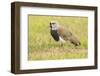 Chile, Patagonia. Southern lapwing close-up.-Jaynes Gallery-Framed Photographic Print