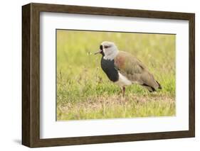 Chile, Patagonia. Southern lapwing close-up.-Jaynes Gallery-Framed Photographic Print