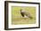 Chile, Patagonia. Southern lapwing close-up.-Jaynes Gallery-Framed Photographic Print