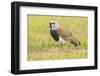 Chile, Patagonia. Southern lapwing close-up.-Jaynes Gallery-Framed Photographic Print