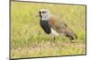 Chile, Patagonia. Southern lapwing close-up.-Jaynes Gallery-Mounted Photographic Print