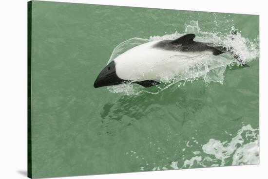 Chile, Patagonia, Straits of Magellan. Commerson's Dolphin-Cathy & Gordon Illg-Stretched Canvas