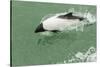 Chile, Patagonia, Straits of Magellan. Commerson's Dolphin-Cathy & Gordon Illg-Stretched Canvas