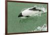 Chile, Patagonia, Straits of Magellan. Commerson's Dolphin-Cathy & Gordon Illg-Framed Photographic Print