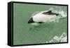 Chile, Patagonia, Straits of Magellan. Commerson's Dolphin-Cathy & Gordon Illg-Framed Stretched Canvas