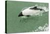 Chile, Patagonia, Straits of Magellan. Commerson's Dolphin-Cathy & Gordon Illg-Stretched Canvas