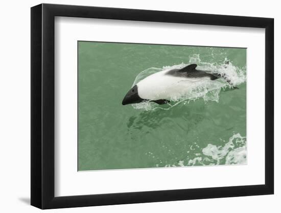 Chile, Patagonia, Straits of Magellan. Commerson's Dolphin-Cathy & Gordon Illg-Framed Photographic Print