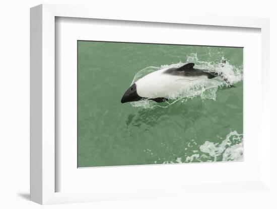 Chile, Patagonia, Straits of Magellan. Commerson's Dolphin-Cathy & Gordon Illg-Framed Photographic Print