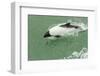 Chile, Patagonia, Straits of Magellan. Commerson's Dolphin-Cathy & Gordon Illg-Framed Photographic Print