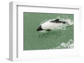 Chile, Patagonia, Straits of Magellan. Commerson's Dolphin-Cathy & Gordon Illg-Framed Photographic Print