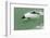 Chile, Patagonia, Straits of Magellan. Commerson's Dolphin-Cathy & Gordon Illg-Framed Photographic Print