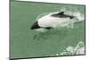 Chile, Patagonia, Straits of Magellan. Commerson's Dolphin-Cathy & Gordon Illg-Mounted Photographic Print