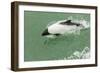 Chile, Patagonia, Straits of Magellan. Commerson's Dolphin-Cathy & Gordon Illg-Framed Photographic Print