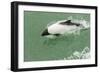 Chile, Patagonia, Straits of Magellan. Commerson's Dolphin-Cathy & Gordon Illg-Framed Photographic Print