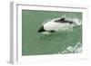 Chile, Patagonia, Straits of Magellan. Commerson's Dolphin-Cathy & Gordon Illg-Framed Photographic Print