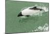 Chile, Patagonia, Straits of Magellan. Commerson's Dolphin-Cathy & Gordon Illg-Mounted Photographic Print