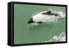 Chile, Patagonia, Straits of Magellan. Commerson's Dolphin-Cathy & Gordon Illg-Framed Stretched Canvas