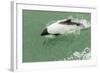 Chile, Patagonia, Straits of Magellan. Commerson's Dolphin-Cathy & Gordon Illg-Framed Photographic Print