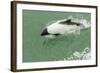 Chile, Patagonia, Straits of Magellan. Commerson's Dolphin-Cathy & Gordon Illg-Framed Photographic Print