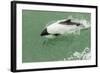 Chile, Patagonia, Straits of Magellan. Commerson's Dolphin-Cathy & Gordon Illg-Framed Photographic Print