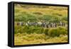 Chile, Patagonia, Tierra del Fuego. King Penguin Colony-Cathy & Gordon Illg-Framed Stretched Canvas