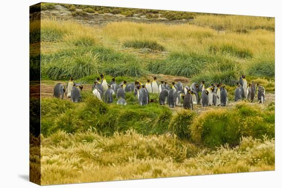 Chile, Patagonia, Tierra del Fuego. King Penguin Colony-Cathy & Gordon Illg-Stretched Canvas