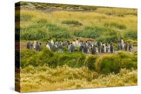 Chile, Patagonia, Tierra del Fuego. King Penguin Colony-Cathy & Gordon Illg-Stretched Canvas