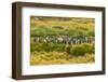 Chile, Patagonia, Tierra del Fuego. King Penguin Colony-Cathy & Gordon Illg-Framed Photographic Print