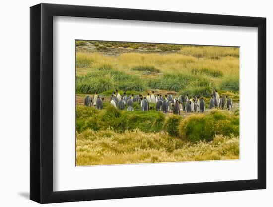 Chile, Patagonia, Tierra del Fuego. King Penguin Colony-Cathy & Gordon Illg-Framed Photographic Print