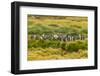 Chile, Patagonia, Tierra del Fuego. King Penguin Colony-Cathy & Gordon Illg-Framed Photographic Print