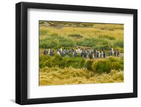 Chile, Patagonia, Tierra del Fuego. King Penguin Colony-Cathy & Gordon Illg-Framed Photographic Print