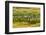 Chile, Patagonia, Tierra del Fuego. King Penguin Colony-Cathy & Gordon Illg-Framed Photographic Print