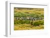 Chile, Patagonia, Tierra del Fuego. King Penguin Colony-Cathy & Gordon Illg-Framed Photographic Print