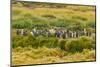 Chile, Patagonia, Tierra del Fuego. King Penguin Colony-Cathy & Gordon Illg-Mounted Photographic Print