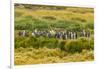 Chile, Patagonia, Tierra del Fuego. King Penguin Colony-Cathy & Gordon Illg-Framed Photographic Print