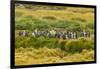 Chile, Patagonia, Tierra del Fuego. King Penguin Colony-Cathy & Gordon Illg-Framed Photographic Print