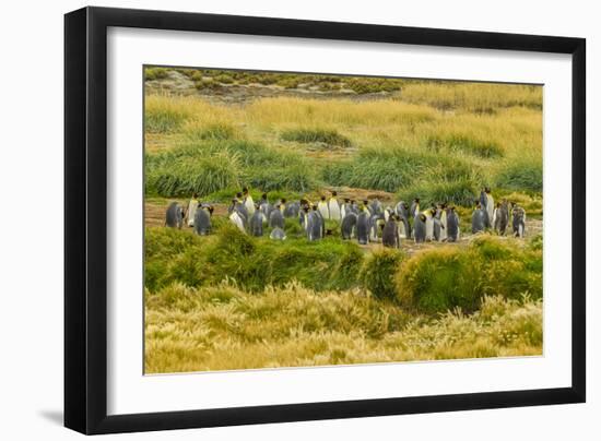 Chile, Patagonia, Tierra del Fuego. King Penguin Colony-Cathy & Gordon Illg-Framed Photographic Print