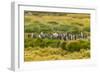 Chile, Patagonia, Tierra del Fuego. King Penguin Colony-Cathy & Gordon Illg-Framed Photographic Print