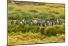 Chile, Patagonia, Tierra del Fuego. King Penguin Colony-Cathy & Gordon Illg-Mounted Photographic Print