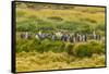 Chile, Patagonia, Tierra del Fuego. King Penguin Colony-Cathy & Gordon Illg-Framed Stretched Canvas